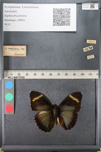 Media type: image;   Entomology 142501